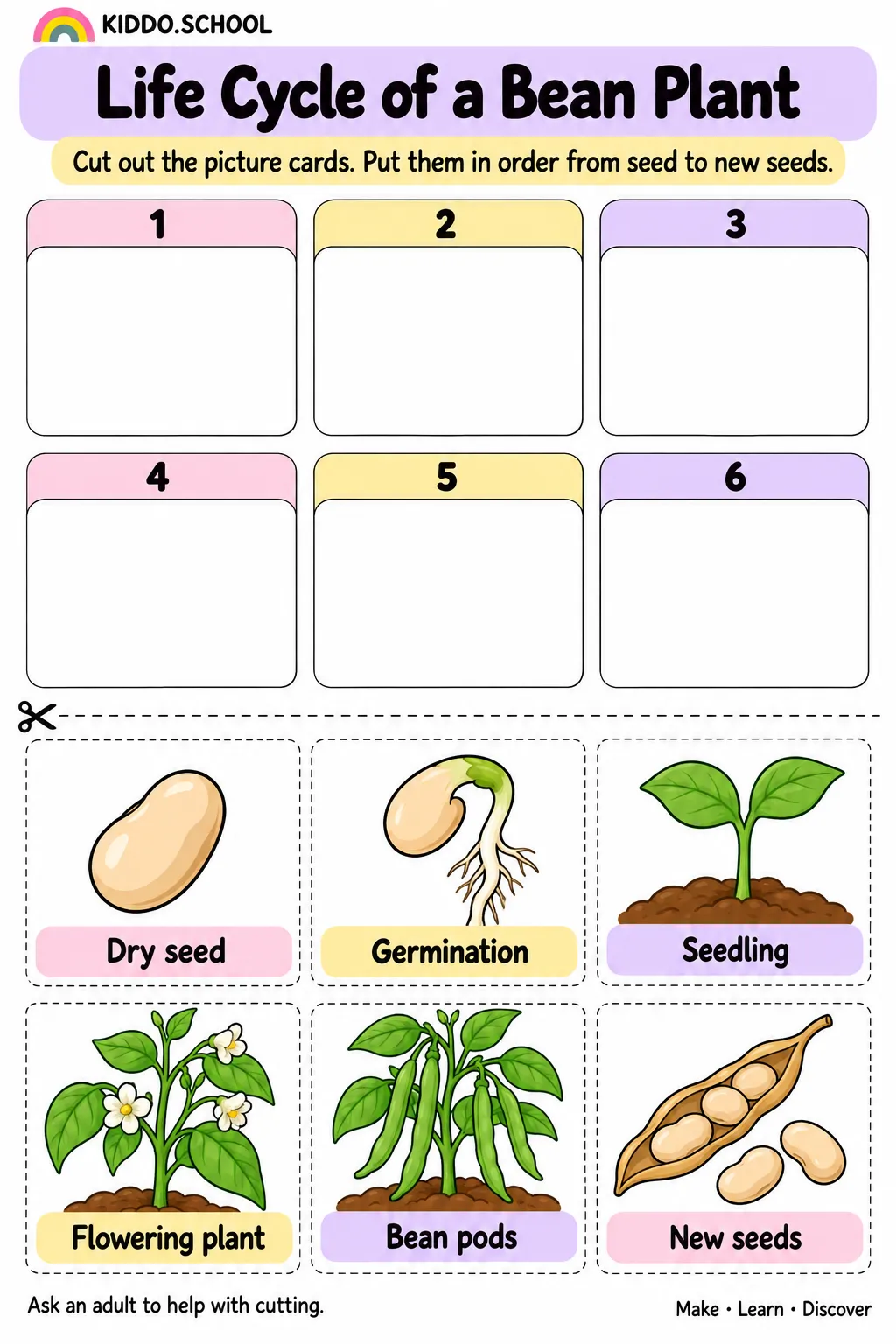 Preview of Life Cycle of a Bean Plant