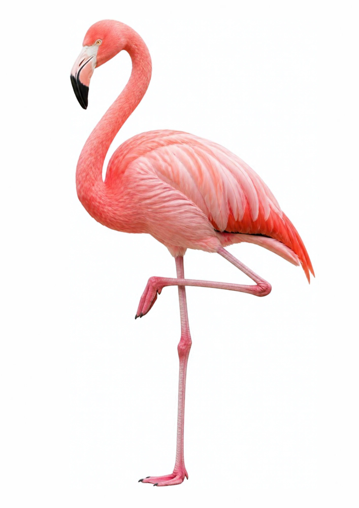 Realistic bird flashcard for babies