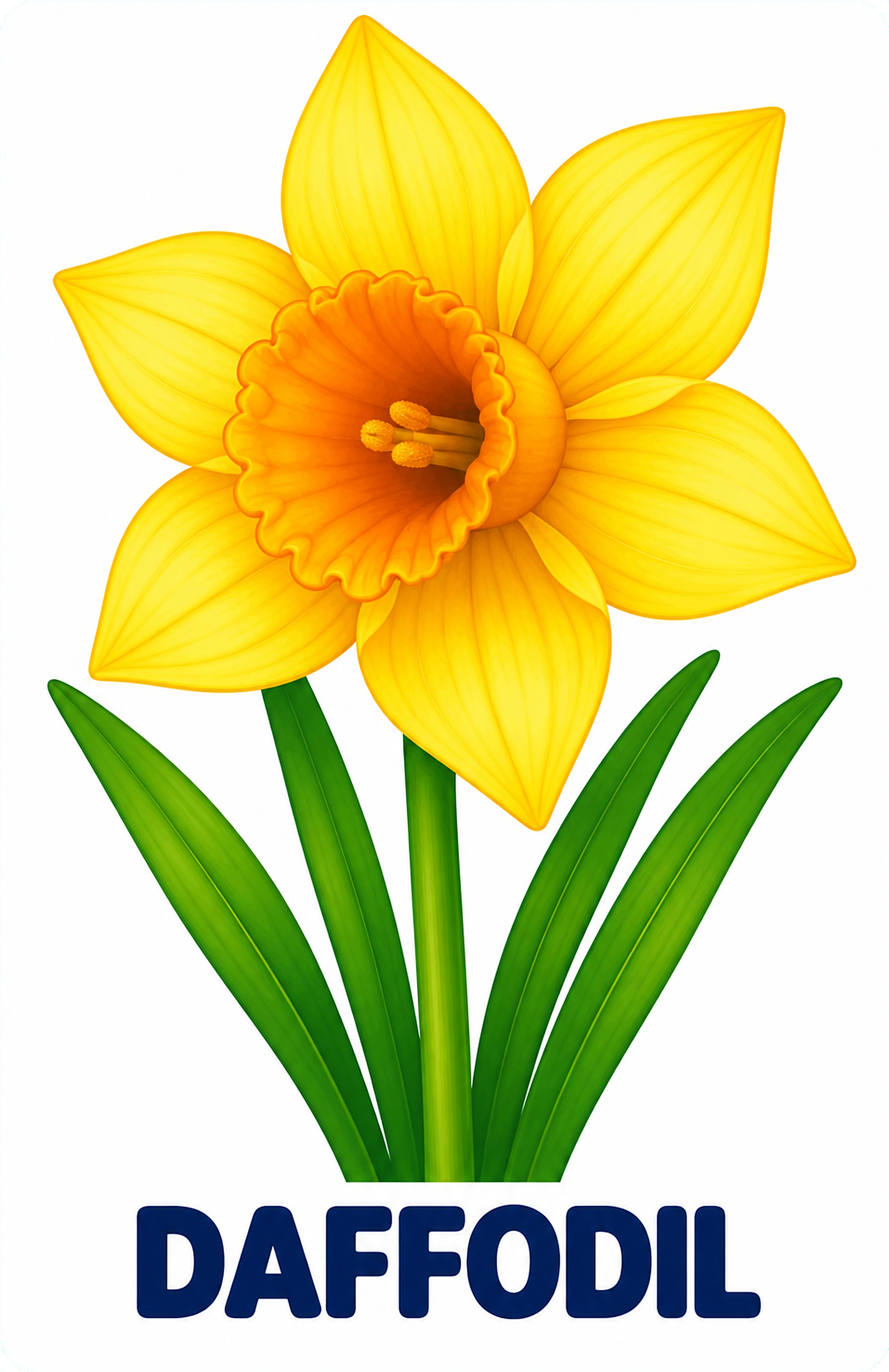 Daffodil picture card for toddlers