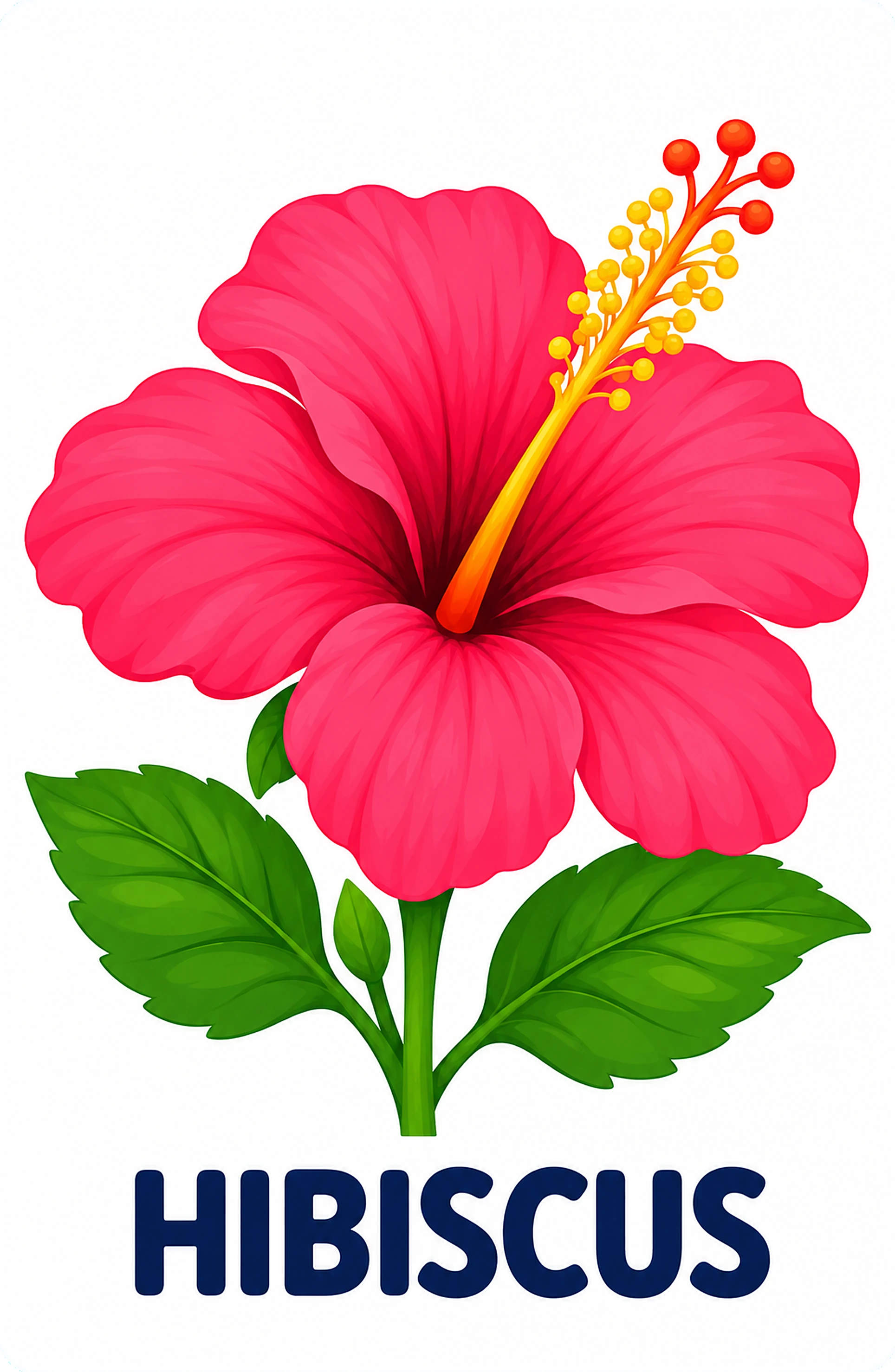 Hibiscus picture card for toddlers
