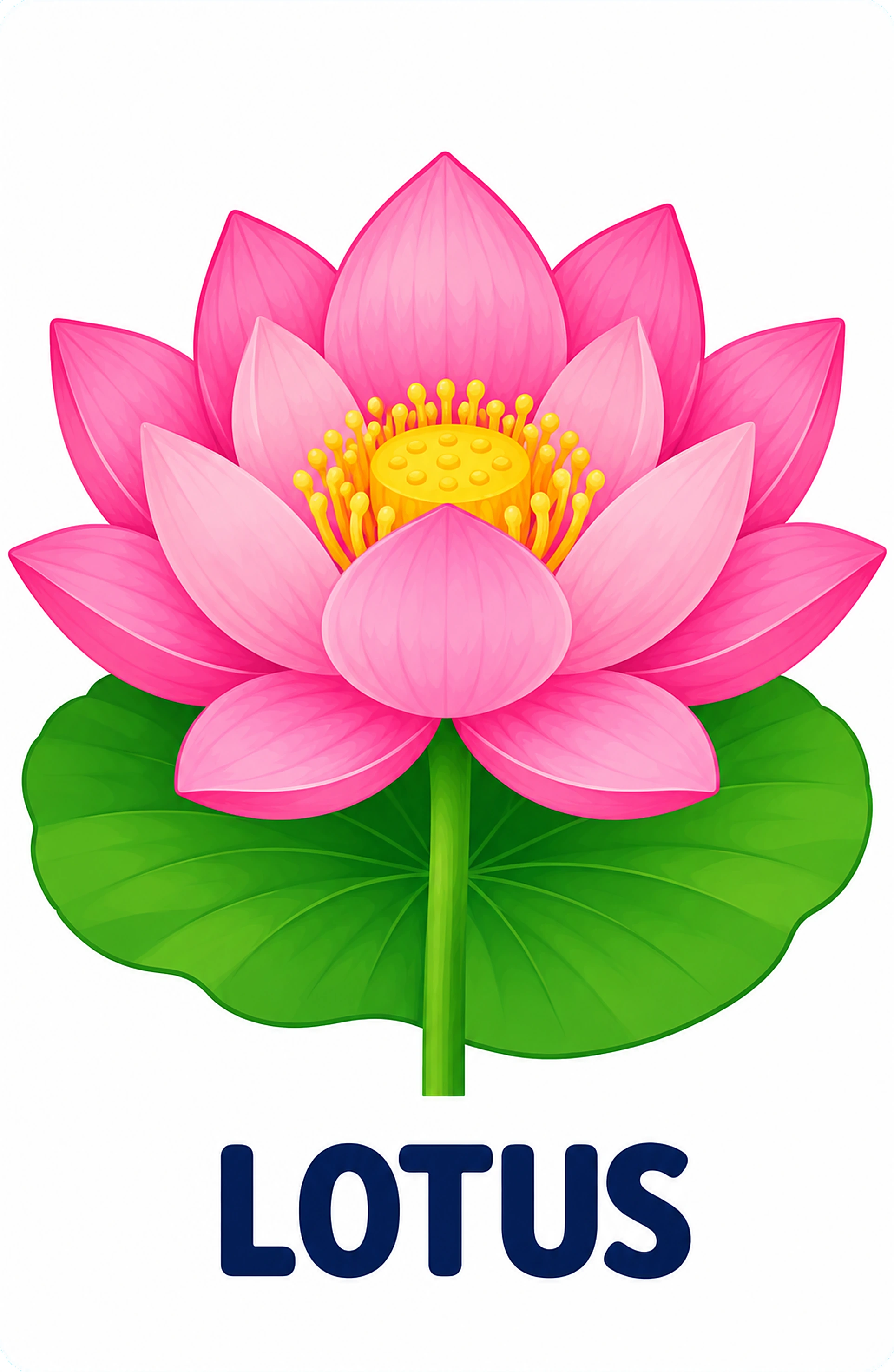 Lotus picture card for toddlers