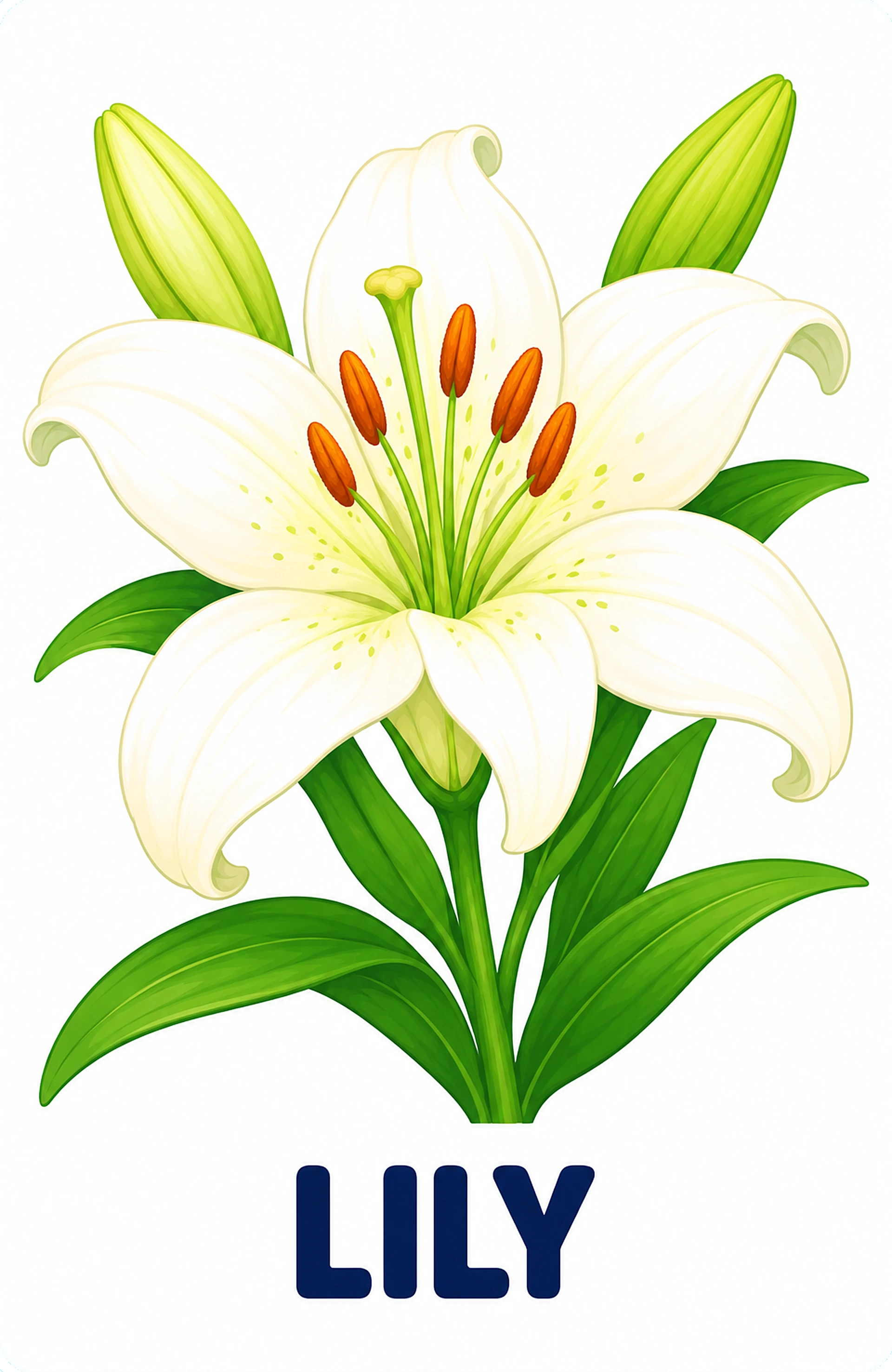 Lily picture card for toddlers