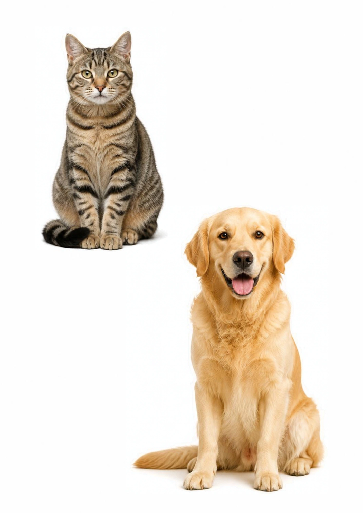 Cat and dog for a toddler same-and-different activity