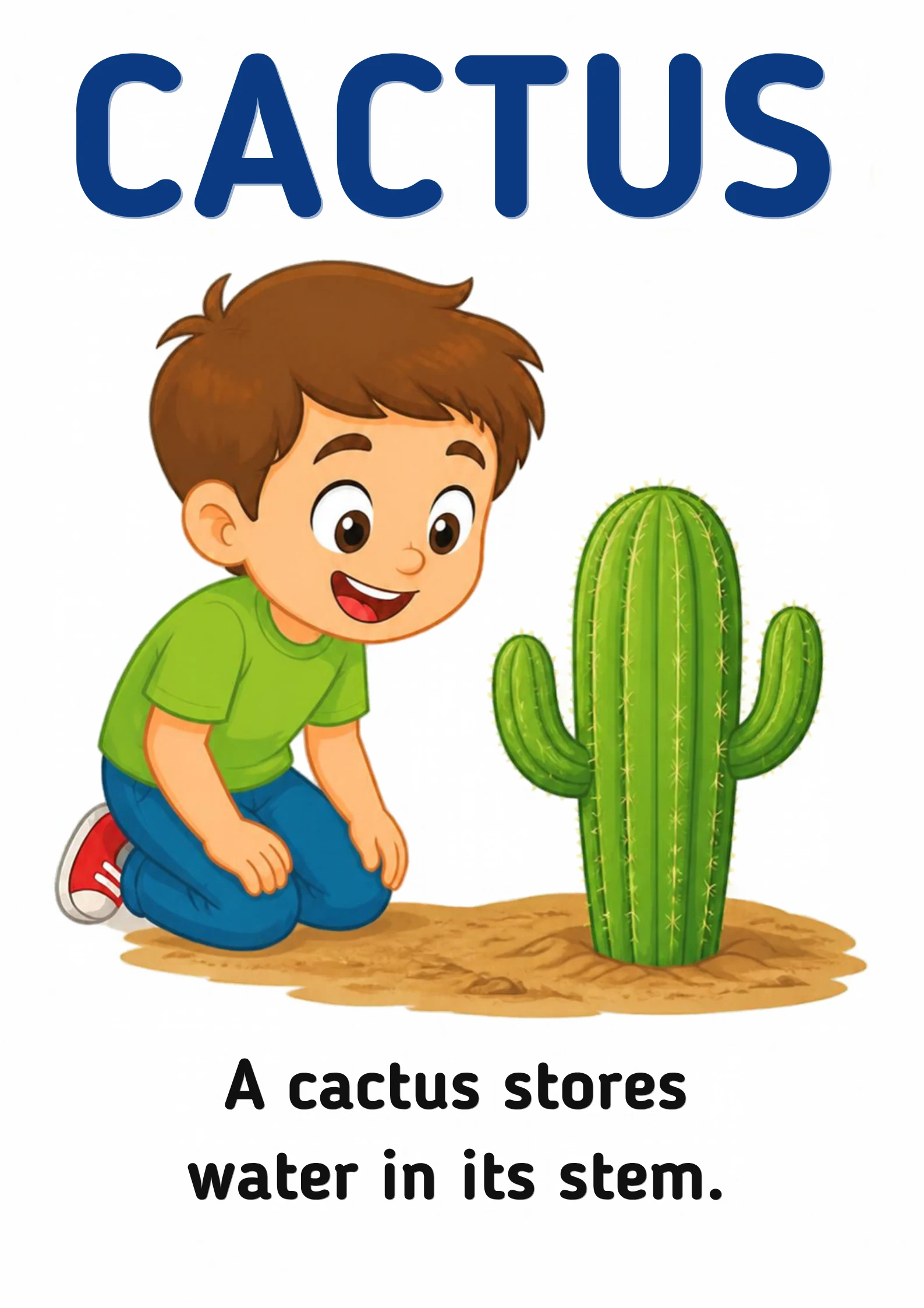 A science flashcard: a child looking at a tall cactus growing in dry sand, with the fact that a cactus stores water in its stem.