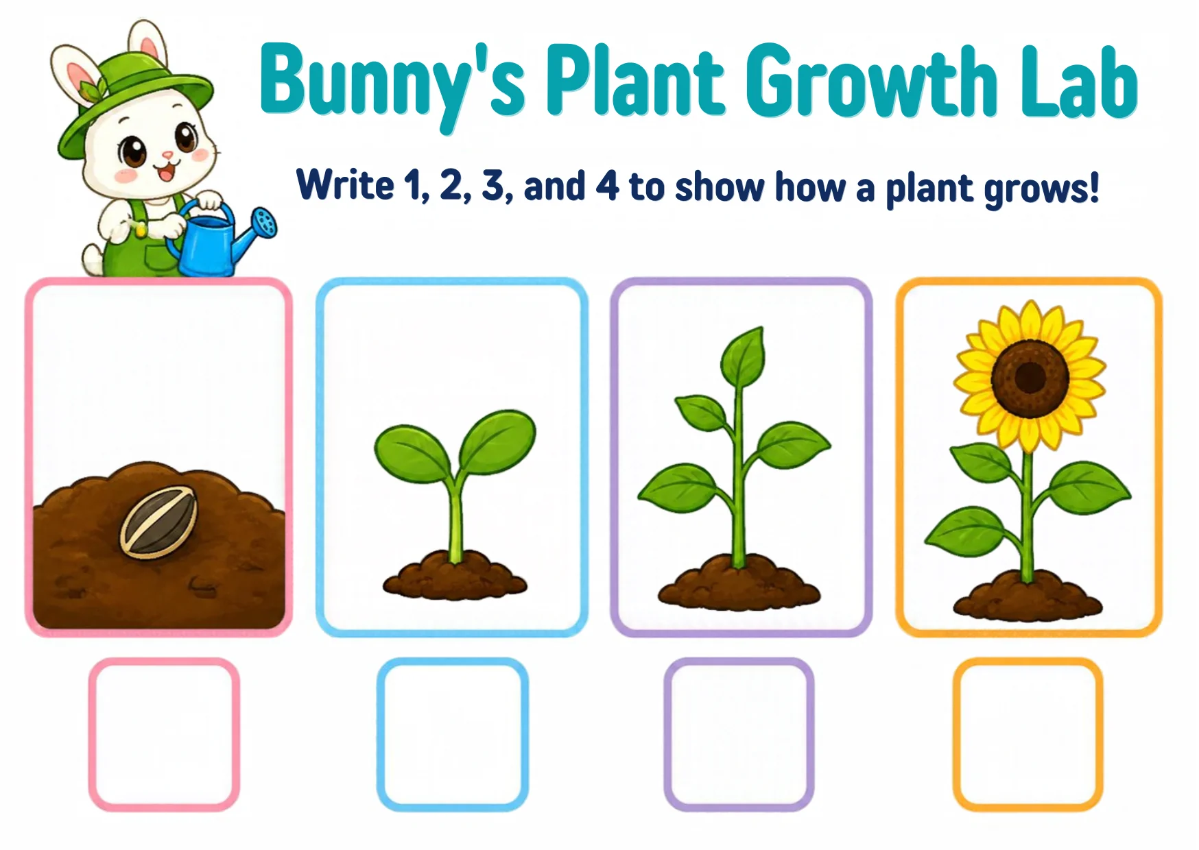 Four boxes show a plant’s growth — seeds in soil, a small sprout, a taller seedling, and a tall sunflower — each with an empty number square below.