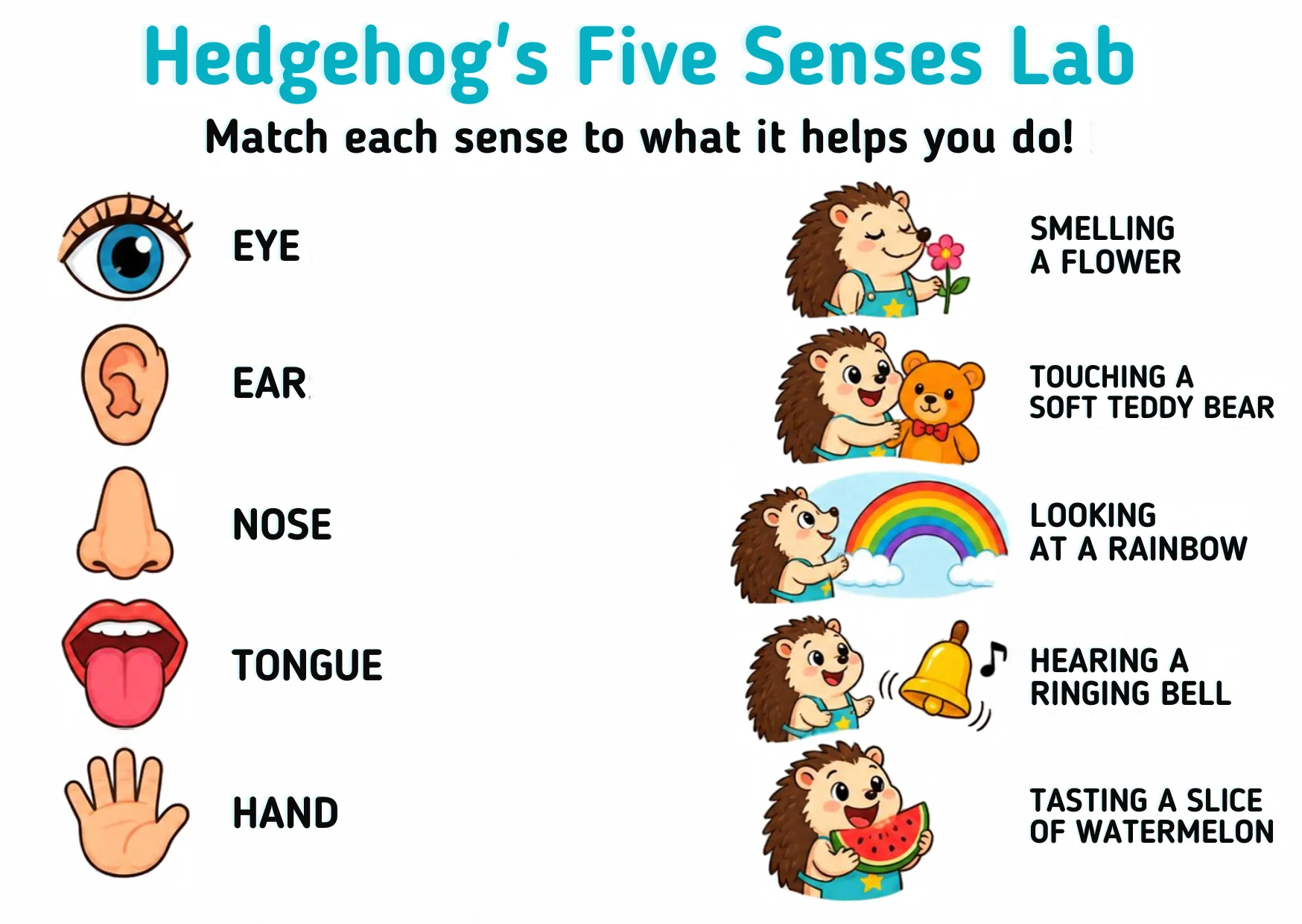 Five sense organs — eye, ear, nose, tongue and hand — beside five hedgehog scenes: smelling a flower, touching a teddy bear, looking at a rainbow, hearing a bell, and tasting watermelon.